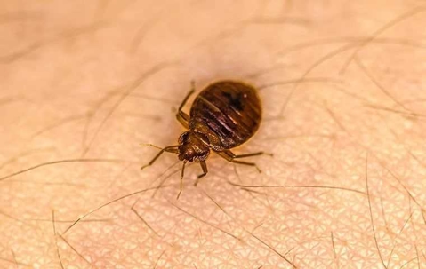 bed bug on human skin