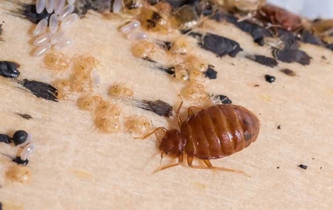 bed bugs on a box spring