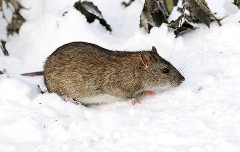 rat outside in the snow
