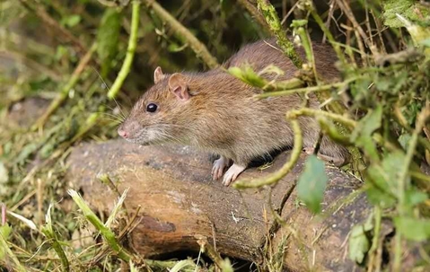 rat outside on a log