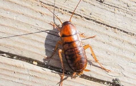cockroach on wood outside