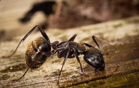 ant on a piece of wood