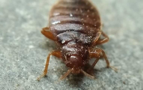 close up of a bed bug