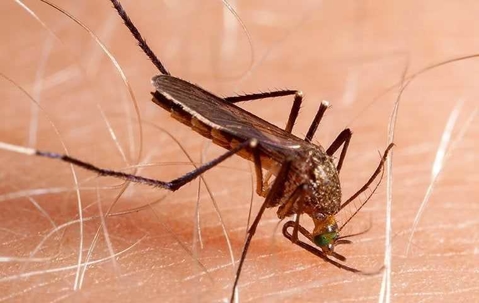 mosquito biting a person