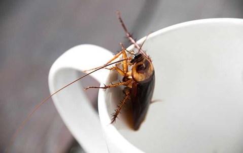 cockroach on a coffee cup