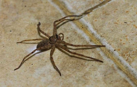 big spider on a tile floor