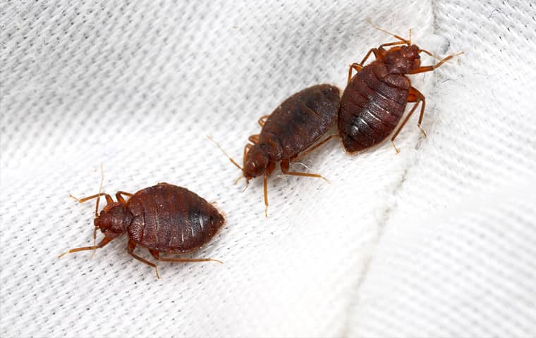 Bed Bug Control