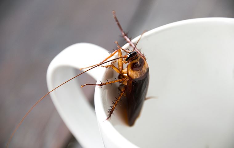 roach on a coffee cup
