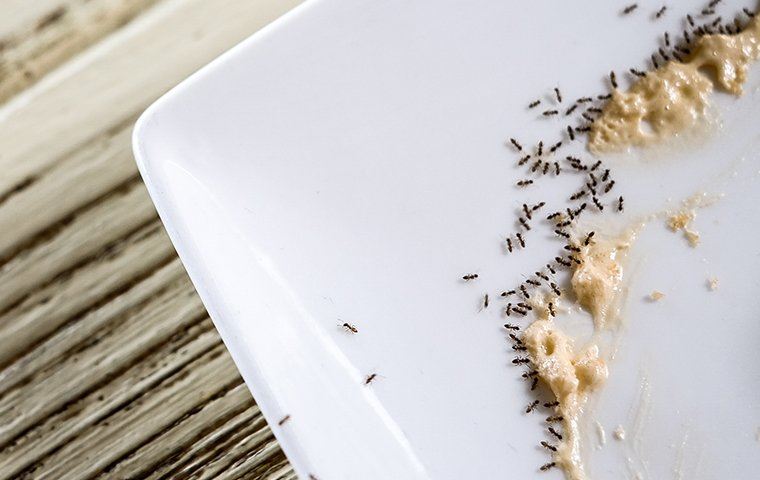 swarm of ants on a plate