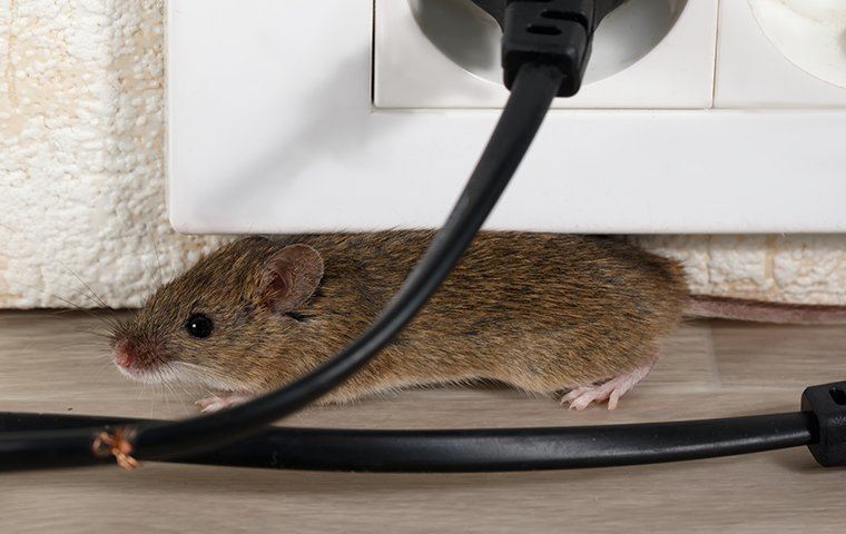 mouse crawling under plugs