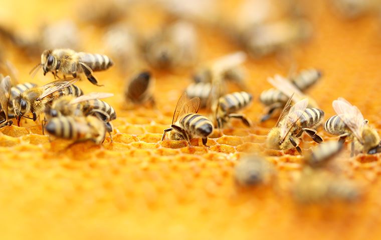 close up of bees on honeycomb