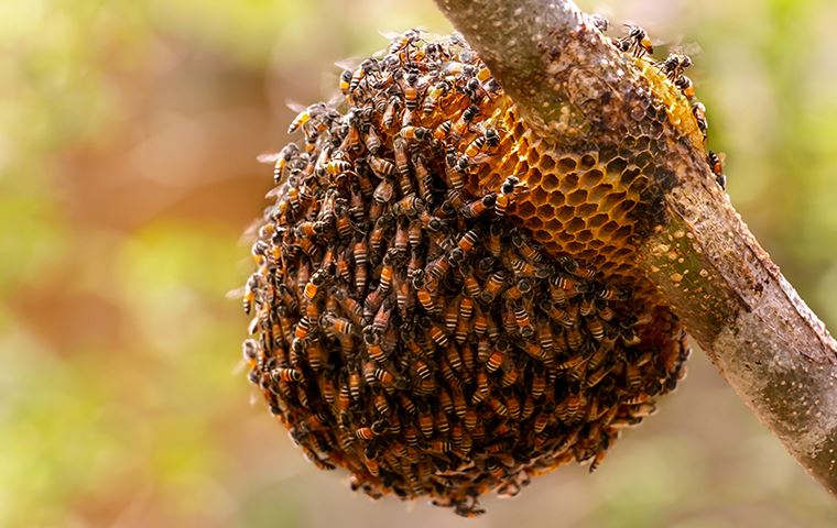 bee hive on a branch