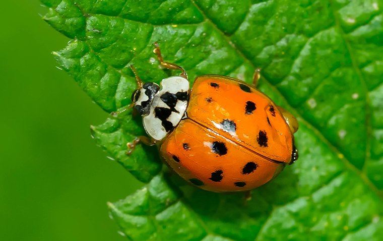 asian ladybug on a leaf
