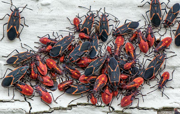 swarm of boxelder bugs
