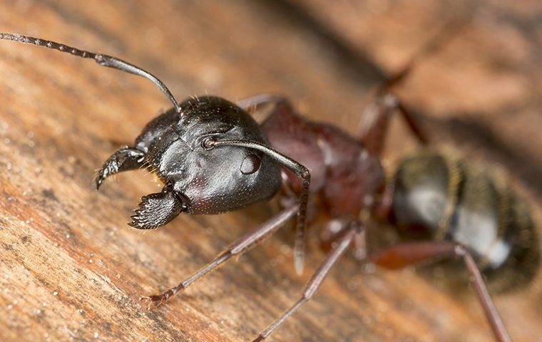 Carpenter Ants