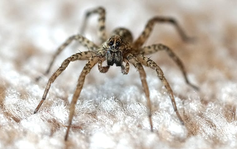 wolf spider on the carpet